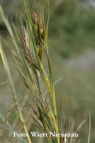 Themeda triandra japonica