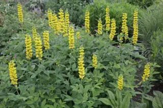 Thermopsis villosa (syn.caroliniana)