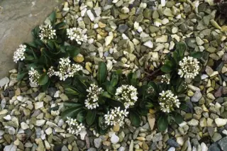 Thlaspi montanum