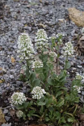 Thlaspi montanum
