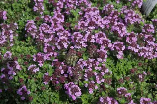 Thymus 'Caborn Wine And Roses'