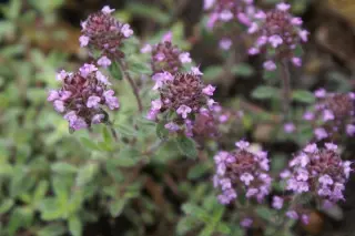 Thymus ciliatus