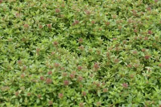 Thymus 'Creeping Red'