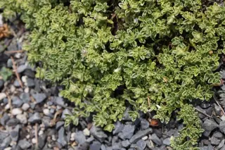 Thymus 'Hartington Silver' ('Highland Cr')
