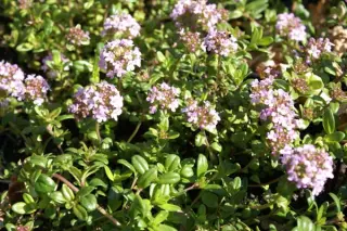 Thymus longicaulis