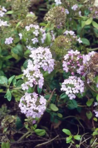 Thymus longicaulis