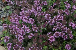 Thymus nummularius