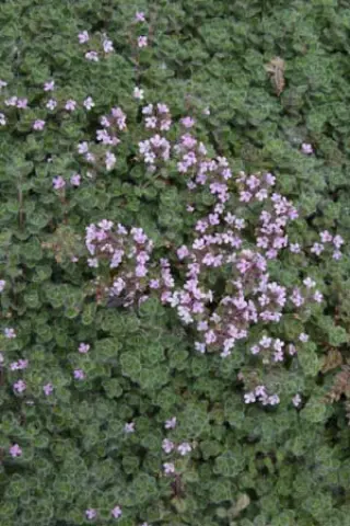 Thymus praecox subsp. britannicus (syn. pseudolanuginosus)
