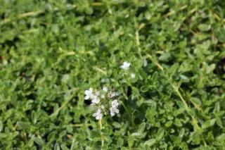 Thymus praecox 'Wirral White'