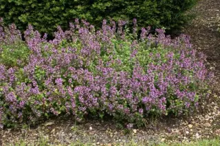 Thymus pulegioides 'Tabor'