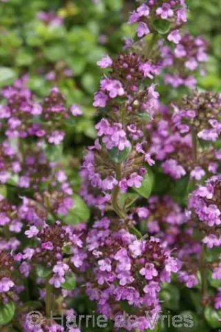 Thymus pulegioides 'Tabor'