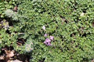 Thymus serpyllum 'Minor'