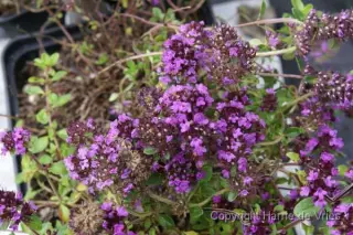 Thymus serpyllum 'Redstart'