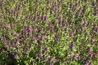 Thymus serpyllum 'Redstart'