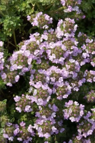 Thymus serpyllum 'Russetings'