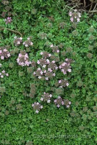 Thymus serpyllum 'Russetings'