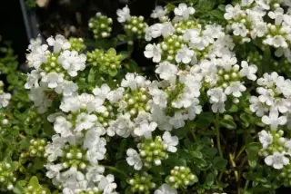 Thymus serpyllum 'Snowdrift'