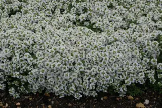 Thymus serpyllum 'Snowdrift'