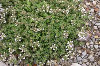 Thymus serpyllum 'Vey'