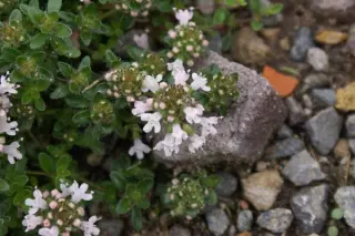 Thymus serpyllum 'Vey'