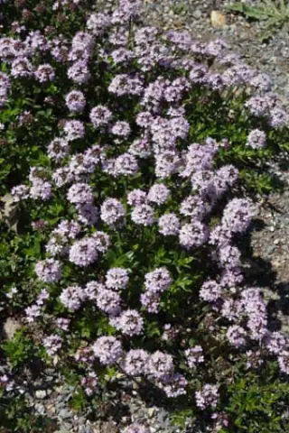 Thymus sp. (coll. Turkije)