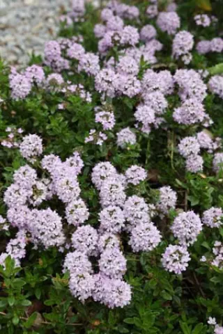 Thymus sp. (coll. Turkije)