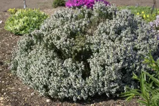 Thymus vulgaris 'Château Queribus'
