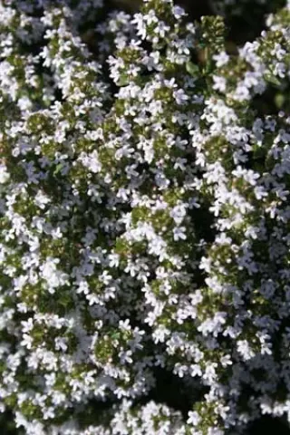 Thymus vulgaris 'Château Queribus'