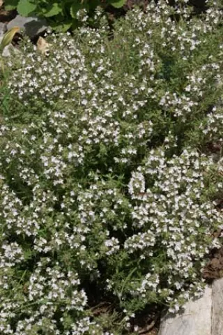 Thymus zygis