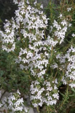 Thymus zygis
