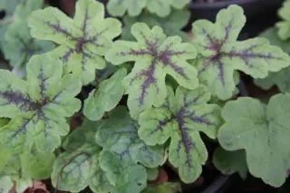 Tiarella 'Happy Trails'