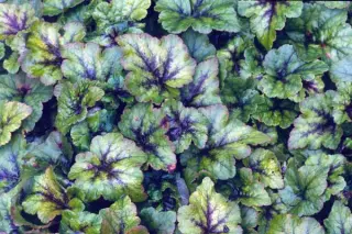 Tiarella 'Ink Blot'