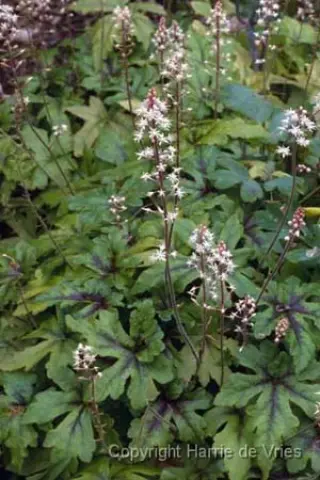 Tiarella 'Iron Butterfly'