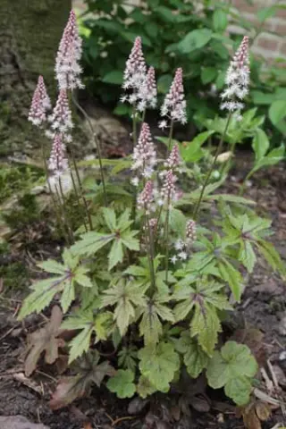 Tiarella 'Pink Skyrocket'