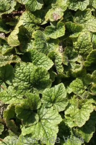 Tiarella polyphylla 'Filigran'