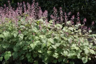 Tiarella polyphylla (HeHeHe024)