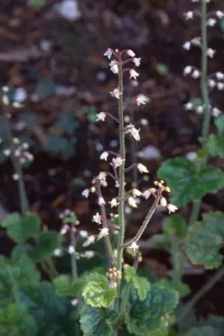 Tiarella polyphylla 'Kew Form'