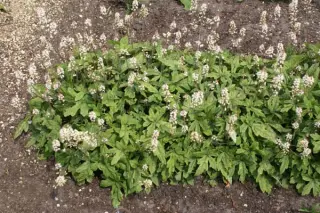 Tiarella 'Spring Symphony'