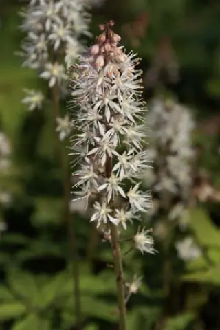 Tiarella 'Spring Symphony'