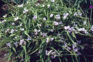 Tradescantia 'Bilberry Ice'