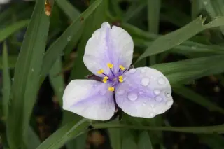 Tradescantia 'Bilberry Ice'