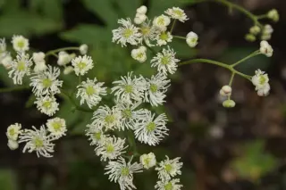 Trautvetteria caroliniensis japonica