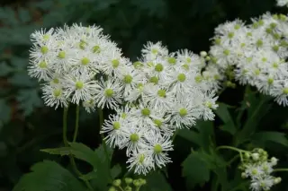 Trautvetteria caroliniensis