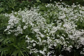 Trautvetteria caroliniensis