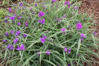 Tradescantia 'Concord Grape'