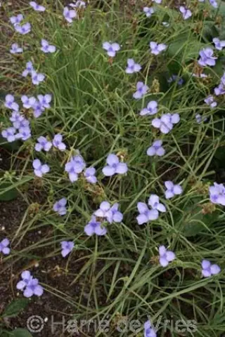 Tradescantia ohiensis 'Mrs Loewer'