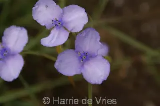 Tradescantia ohiensis 'Mrs Loewer'