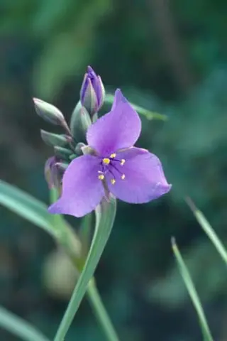 Tradescantia ohiensis