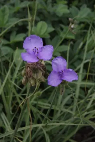 Tradescantia ohiensis