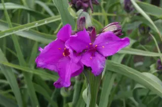 Tradescantia 'Red Grape'